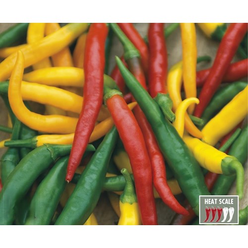 Chili, Devil´s Brew