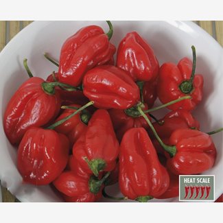 Chili, Bhut Jolokia