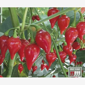 Chili, Biquino Red