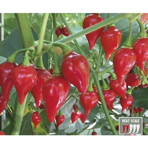 Chili, Biquino Red