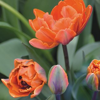 Tulpan, Sen dubbel, Orange Princess