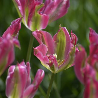 Tulpan, Viridiflora, Virichiq
