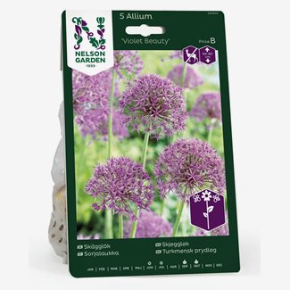 Skägglök, Violet Beauty