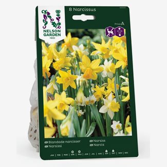 Narcisser, blandade
