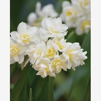Narciss, Bukett-, Cheerfulness