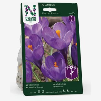 Krokus, Vår-, Flower Record