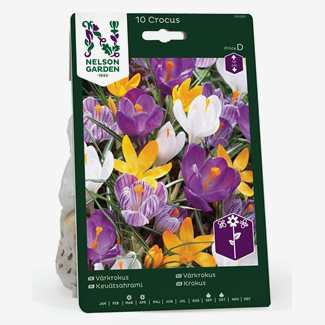 Krokus, Vår, blandade färger