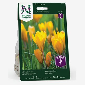 Krokus, Gull-, Dutch Yellow