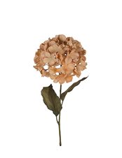 Torkad Hortensia