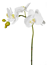 Phalaenopsis Vit