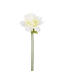 Amaryllis singel