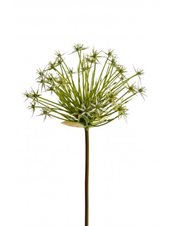 Allium