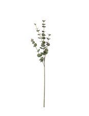 Eucalyptus 60 cm