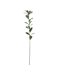Ruscus 77 cm