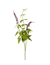 Lavendel