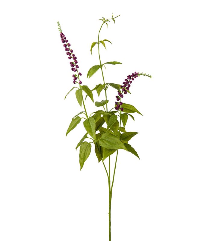 Lavendel