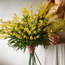 Mimosa 68 cm