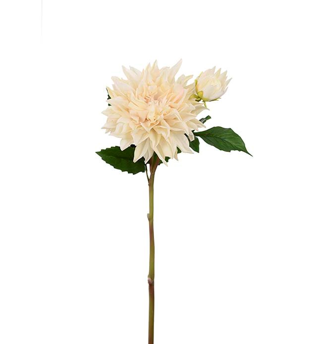 Tvåstänglad dahlia
