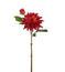 Tvåstänglad dahlia