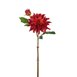 Tvåstänglad dahlia