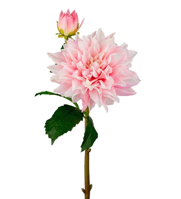Tvåstänglad dahlia