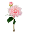 Tvåstänglad dahlia