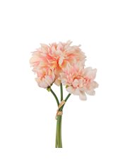 Dahliabunt