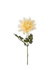 Dahlia