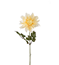 Dahlia