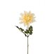 Dahlia
