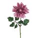 Dahlia