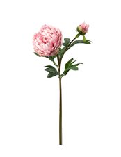 Pion