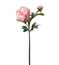 Pion