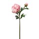Pion