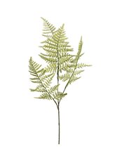 Asparagus