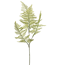 Asparagus