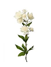 Astrantia