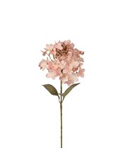 Torkad Hortensia