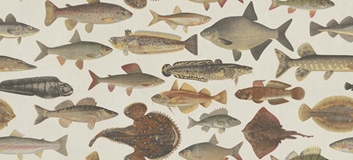 Sandberg Scandinavian Fishes Tapet