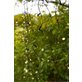 Markslöjd Garden 24 Ljusslinga Istapp 3,1 M, Svart