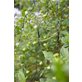 Markslöjd Garden 24 Ljusnät 2x2m varmvit, Svart
