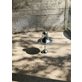 Verpan Pantop portable bordslampa 18 cm - IP44