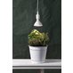 Star Trading Växtlampa LED Par38 16W E27 Frodas