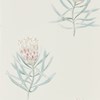 Sanderson Protea Flower - Porcelain/Blush