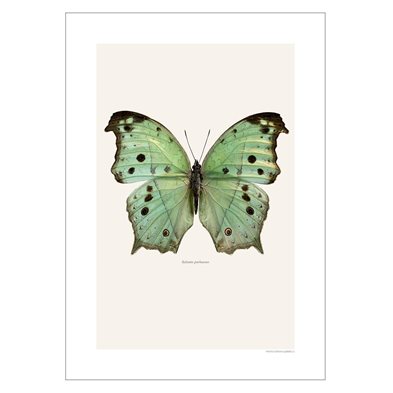 Liljebergs Print Salamis Parhassus