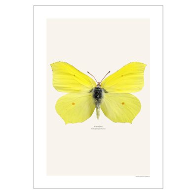 Liljebergs Print Brimstone Butterfly