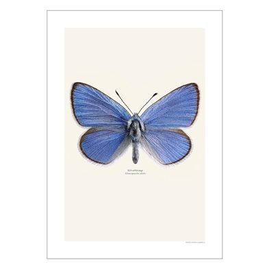 Liljebergs Print Glaucopsyche Alexis