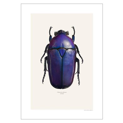 Liljebergs Print Chlorocala Africana Oertzeni