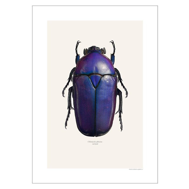 Liljebergs Print Chlorocala Africana Oertzeni