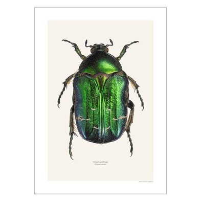 Liljebergs Print Cetonia Auratus